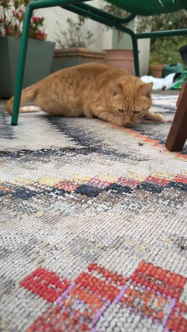 Post 6 by Gizmo on Instagram (video)