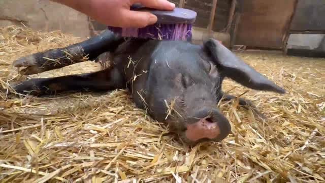 Post 5 by Tower Hill Stables Sanctuary on Instagram (video)