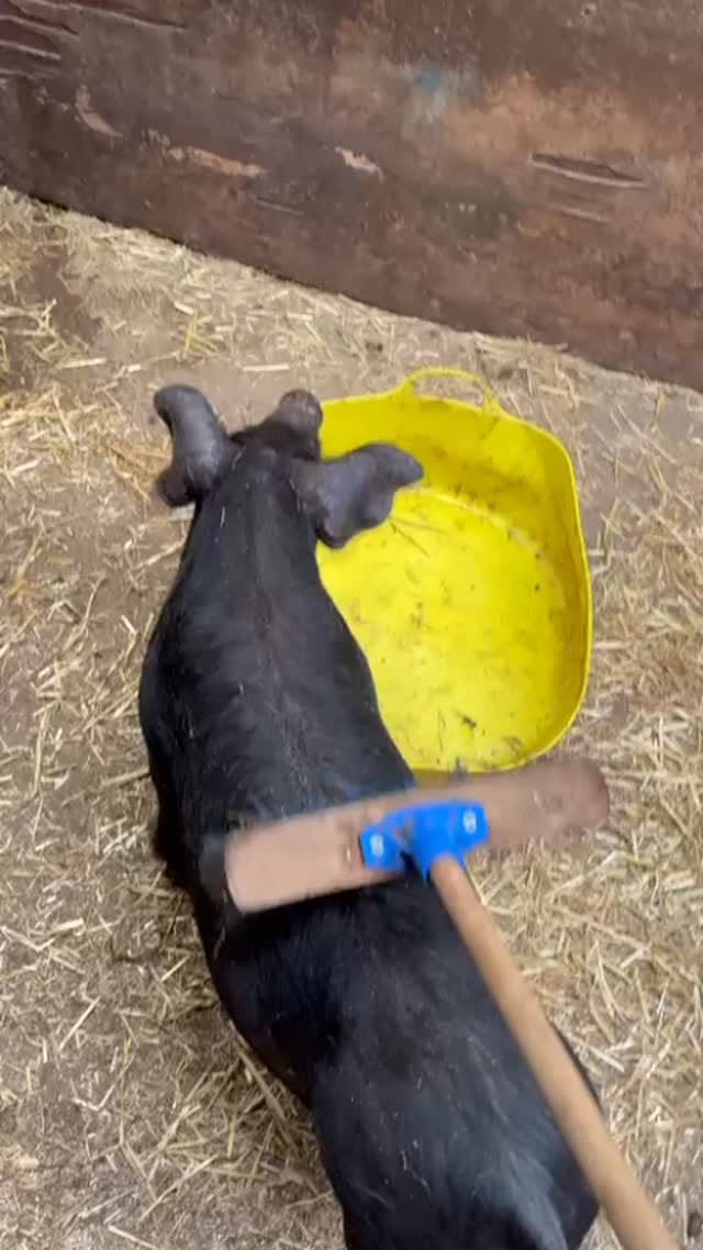Post 7 by Tower Hill Stables Sanctuary on Instagram (video)