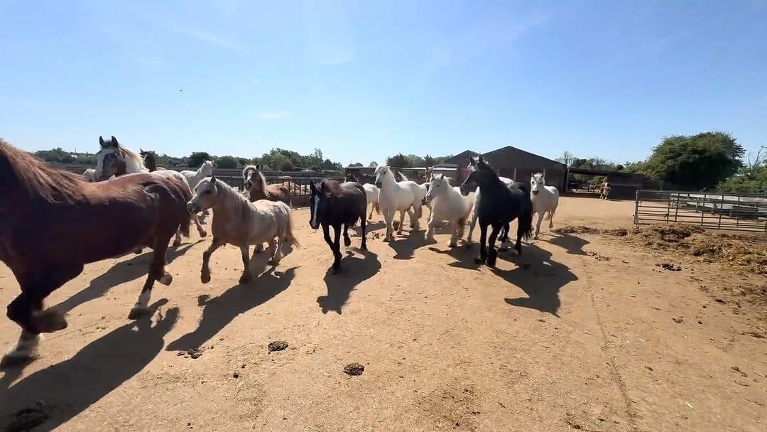 Post 3 by Tower Hill Stables Sanctuary on Instagram (video)