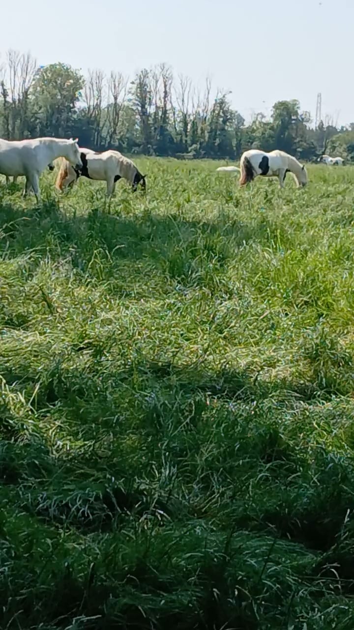 Post 2 by Tower Hill Stables Sanctuary on Instagram (video)