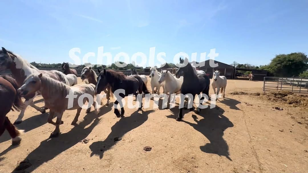 Post 1 by Tower Hill Stables Sanctuary on Instagram (video)