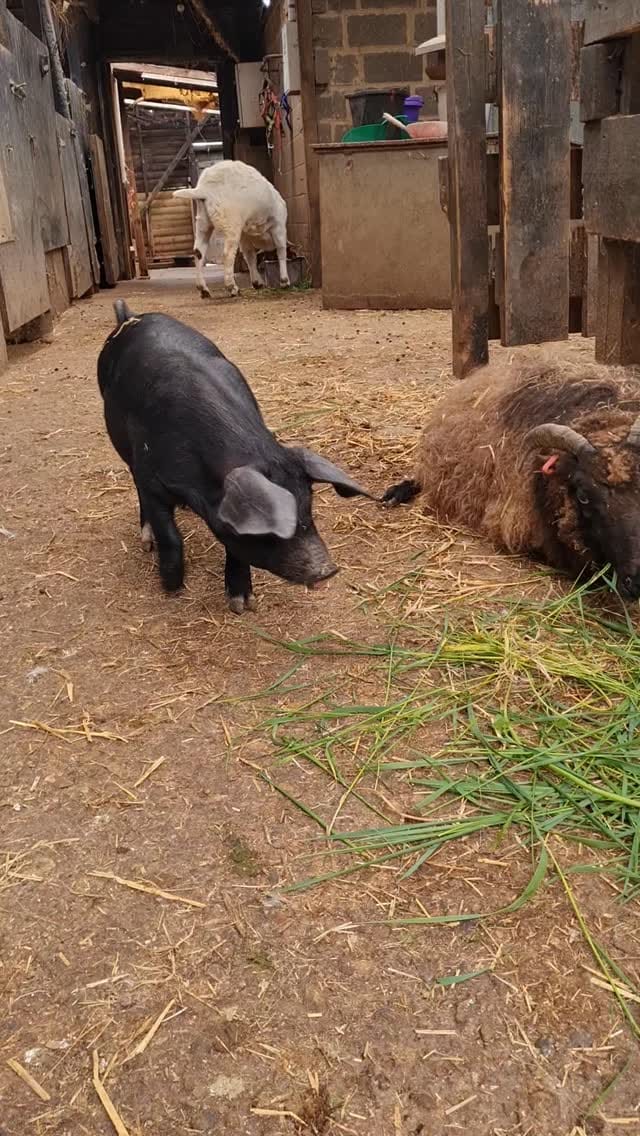 Post 9 by Tower Hill Stables Sanctuary on Instagram (video)