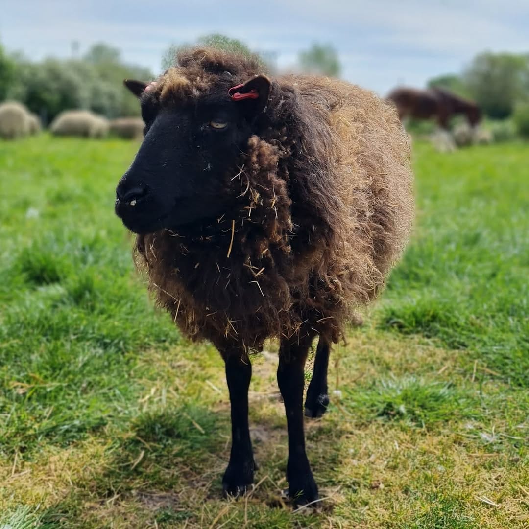 Post 10 by Tower Hill Stables Sanctuary on Instagram (image)