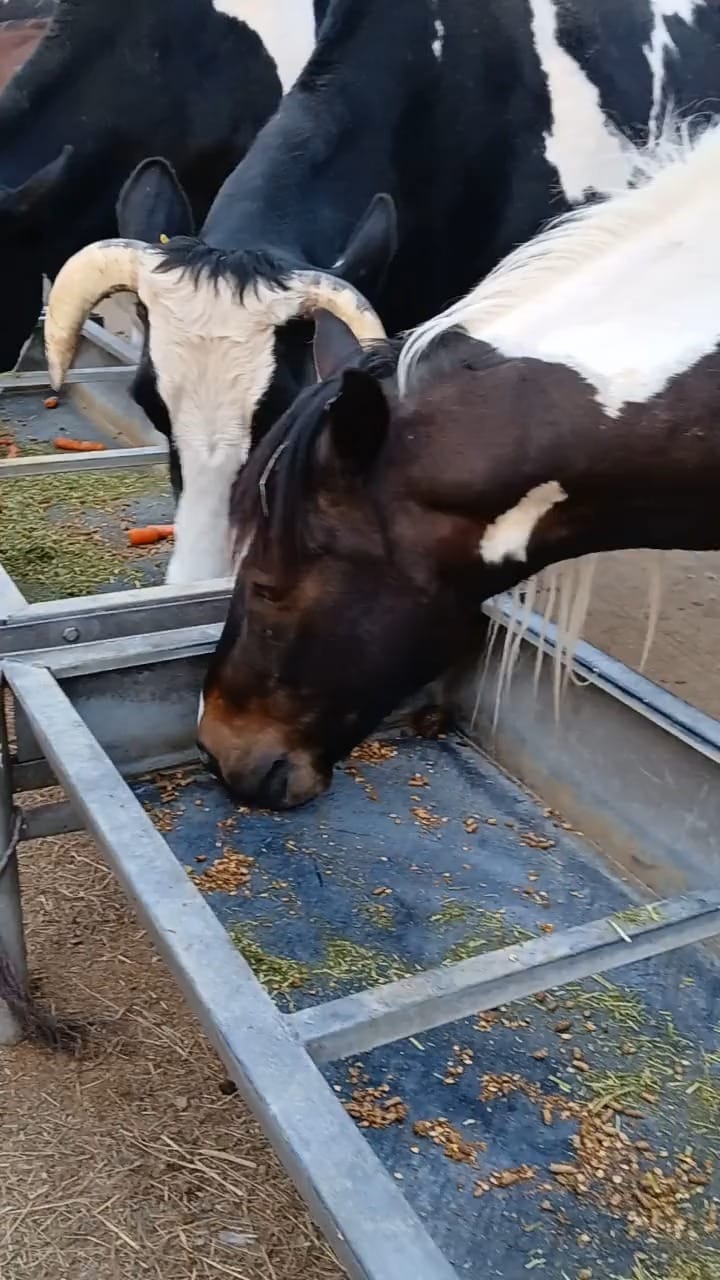Post 8 by Tower Hill Stables Sanctuary on Instagram (video)
