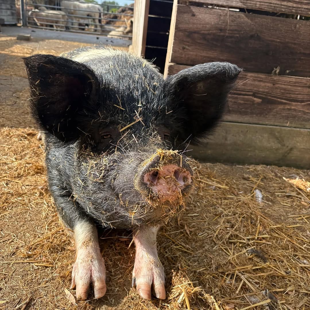 Post 6 by Tower Hill Stables Sanctuary on Instagram (image)