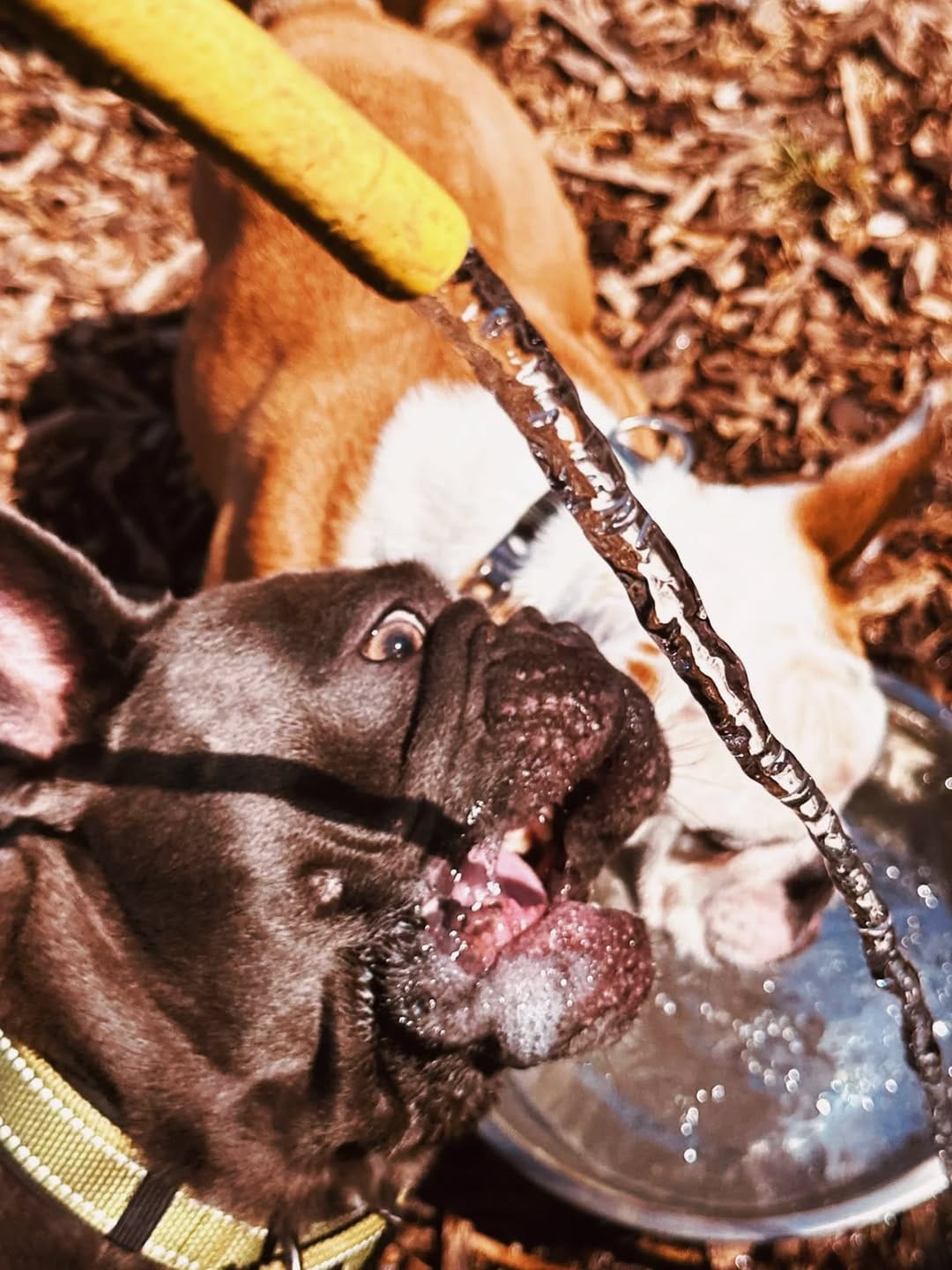 Post 1 by MBFKC DOG DAYCARE, WALKING & STORE on Instagram (image)