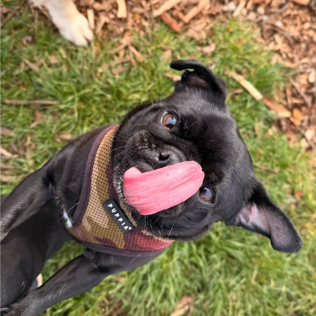 Post 10 by MBFKC DOG DAYCARE, WALKING & STORE on Instagram (carousel)