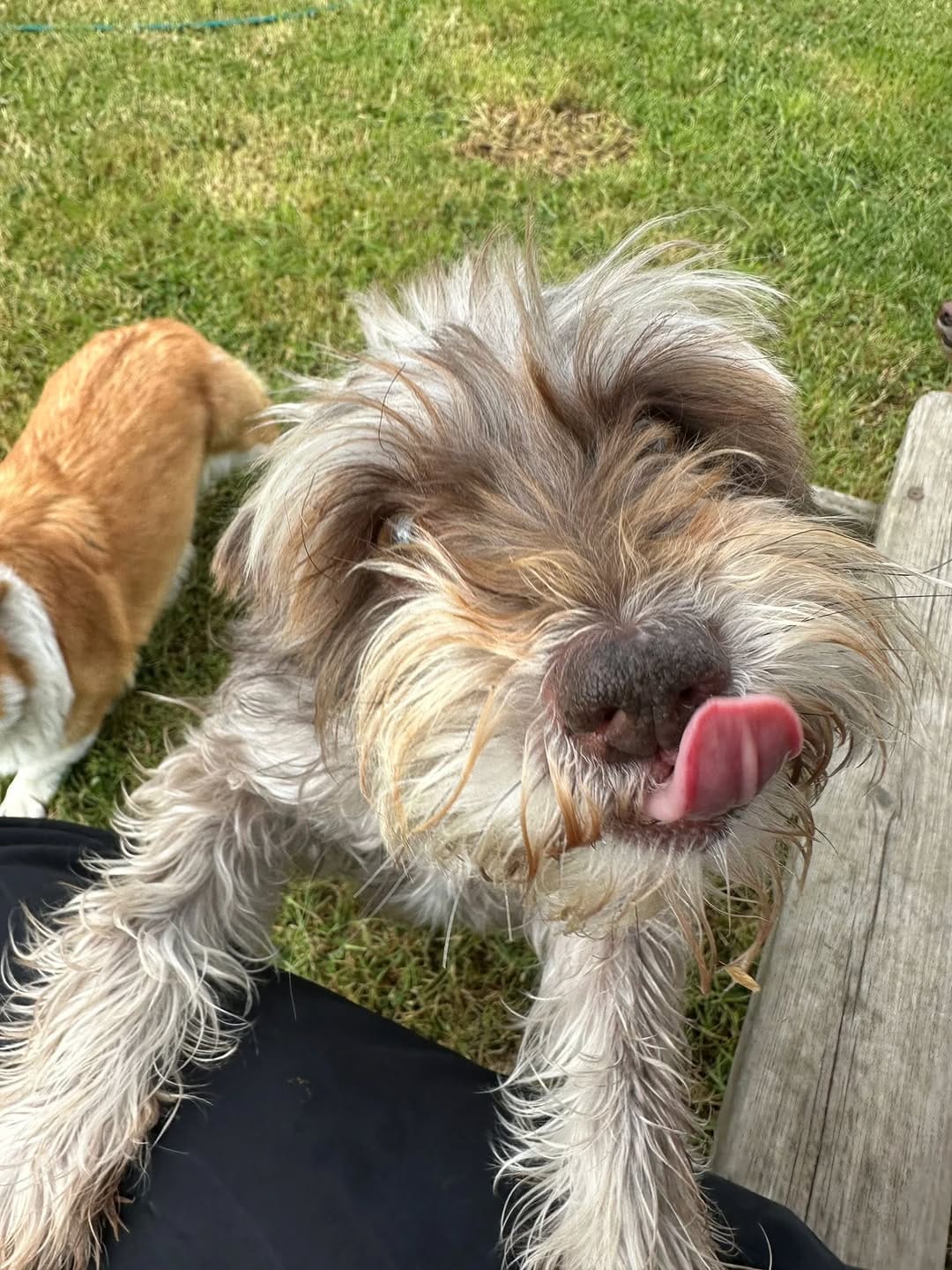 Post 3 by MBFKC DOG DAYCARE, WALKING & STORE on Instagram (image)