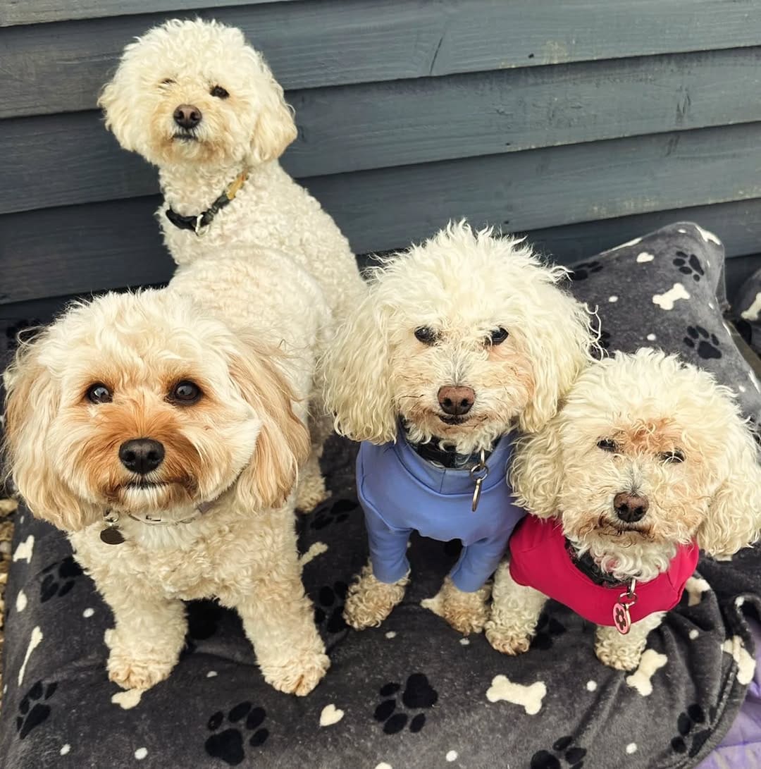 Post 9 by MBFKC DOG DAYCARE, WALKING & STORE on Instagram (image)