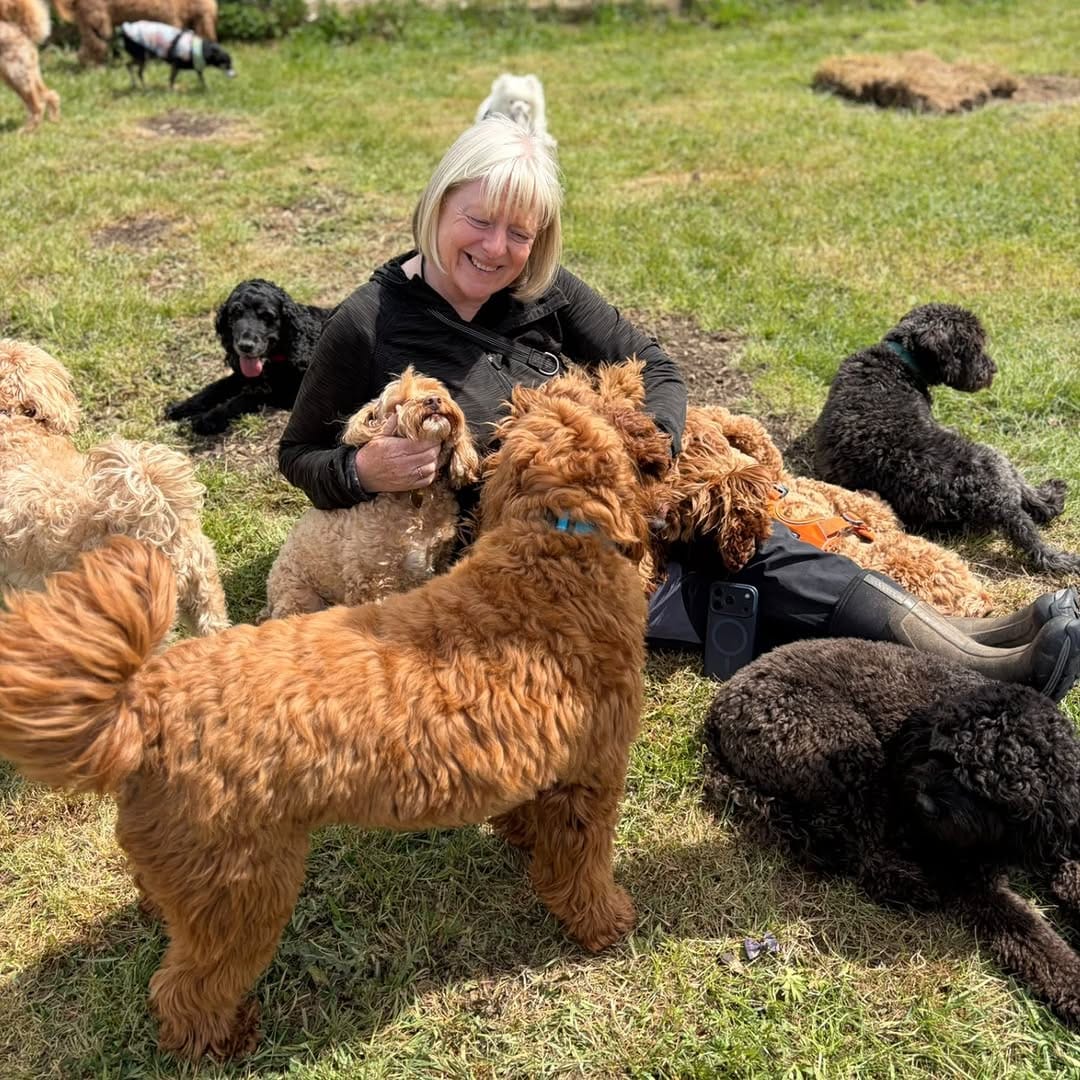 Post 4 by MBFKC DOG DAYCARE, WALKING & STORE on Instagram (image)
