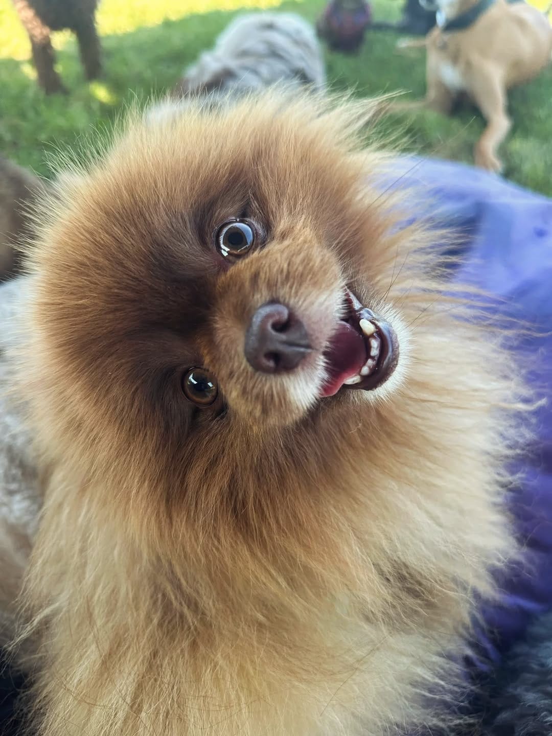 Post 5 by MBFKC DOG DAYCARE, WALKING & STORE on Instagram (carousel)