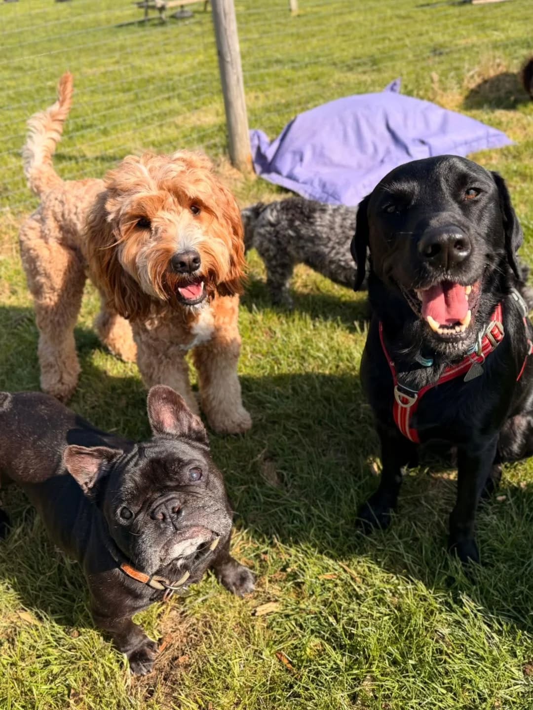 Post 8 by MBFKC DOG DAYCARE, WALKING & STORE on Instagram (image)