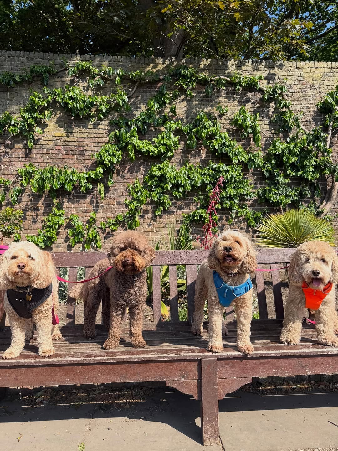 Post 6 by MBFKC DOG DAYCARE, WALKING & STORE on Instagram (image)
