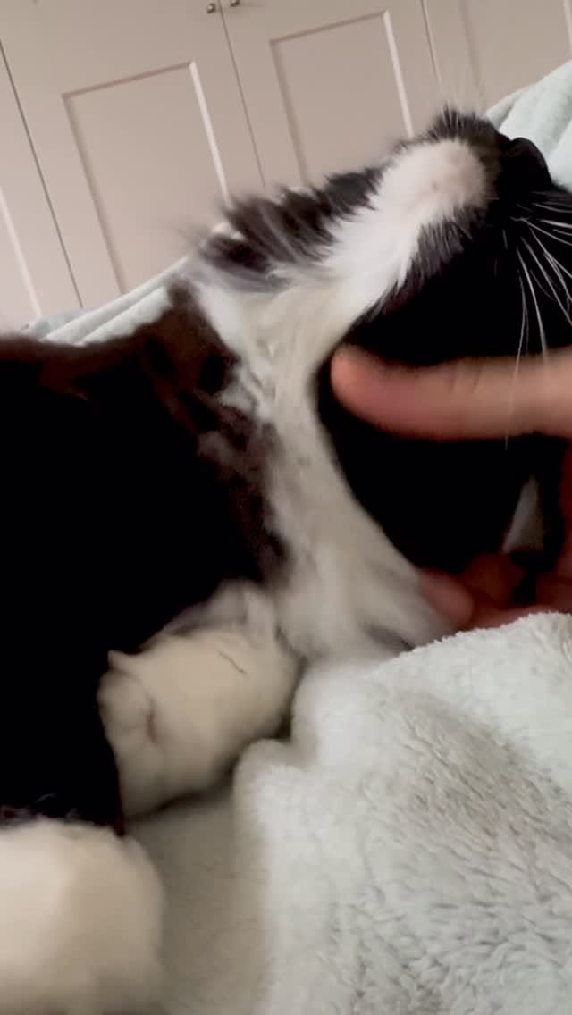Post 3 by Pickle and Nancy on Instagram (video)