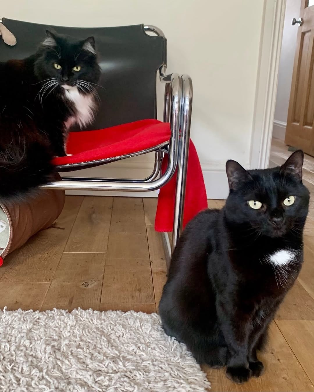 Post 6 by Pickle and Nancy on Instagram (image)