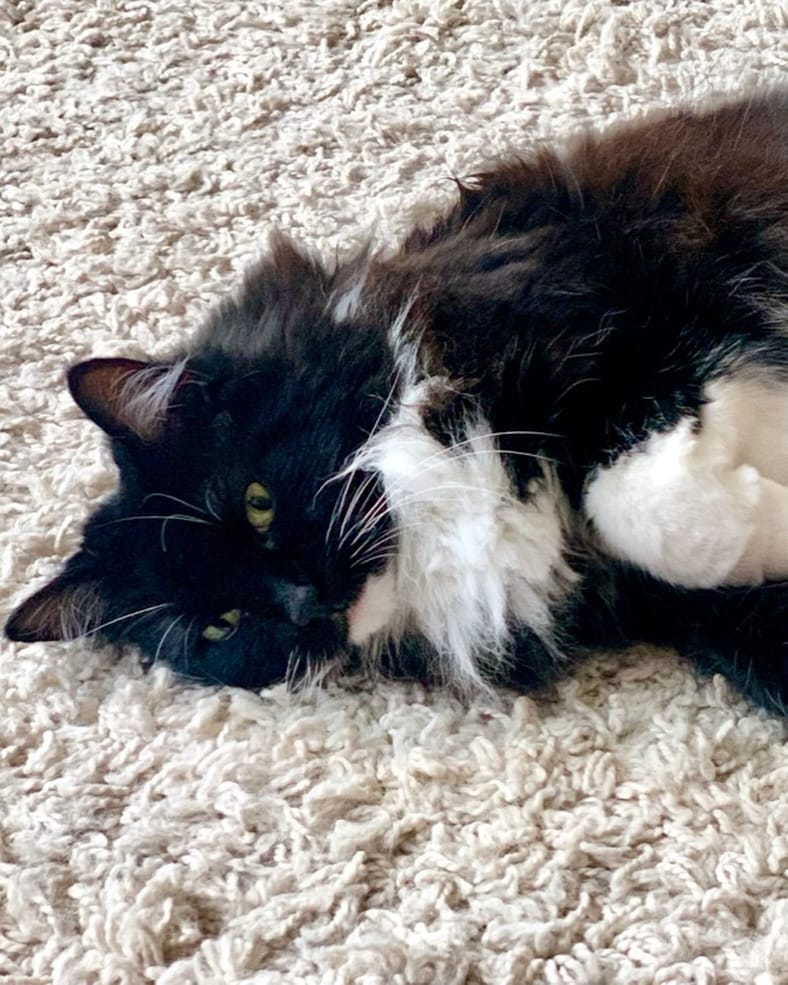 Post 5 by Pickle and Nancy on Instagram (image)