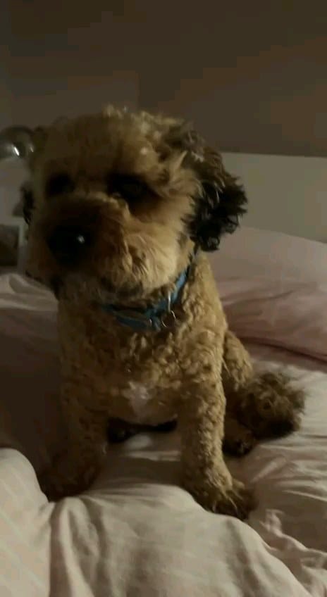 Post 9 by Alfie on Instagram (video)