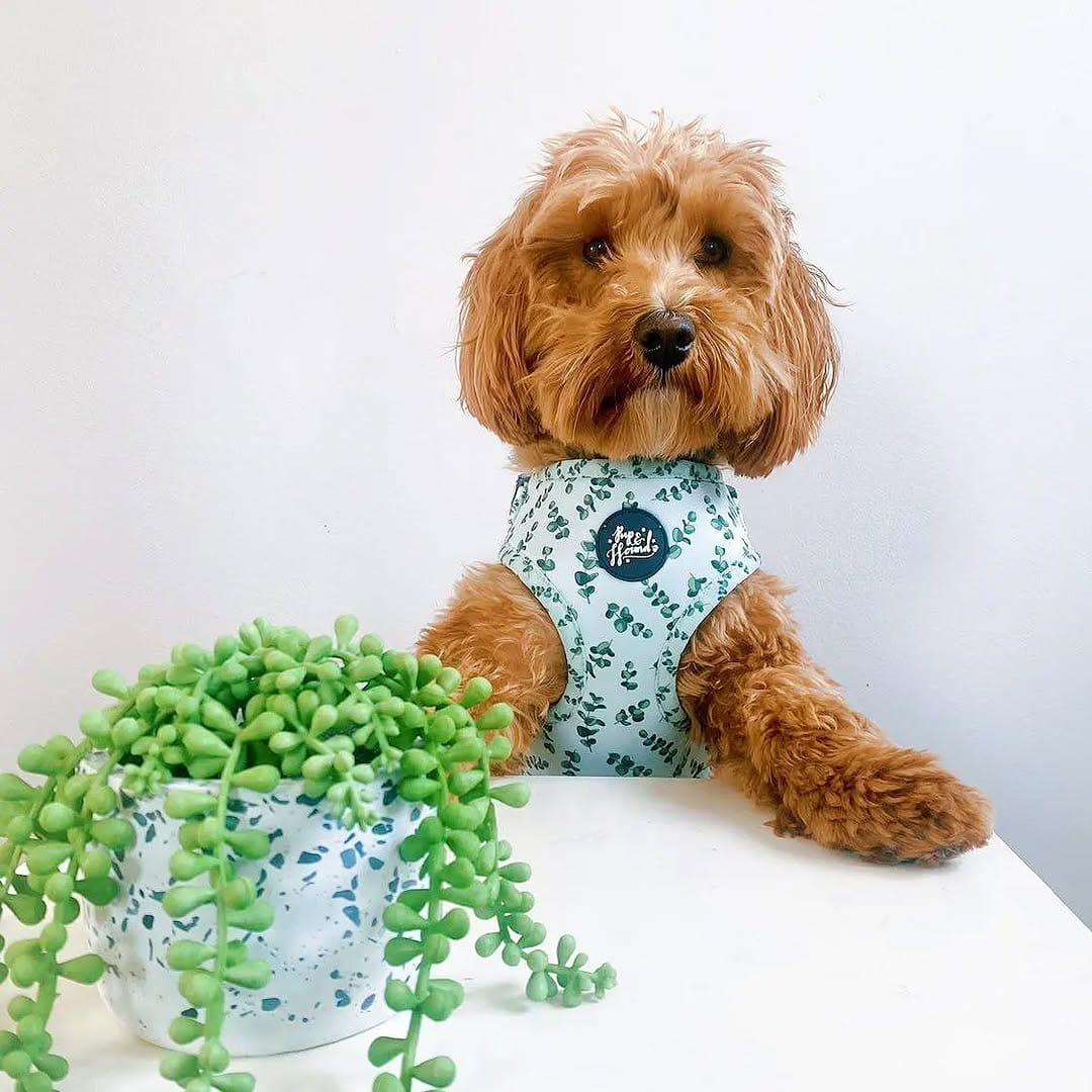 Post 1 by Pup & Hound on Instagram (image)