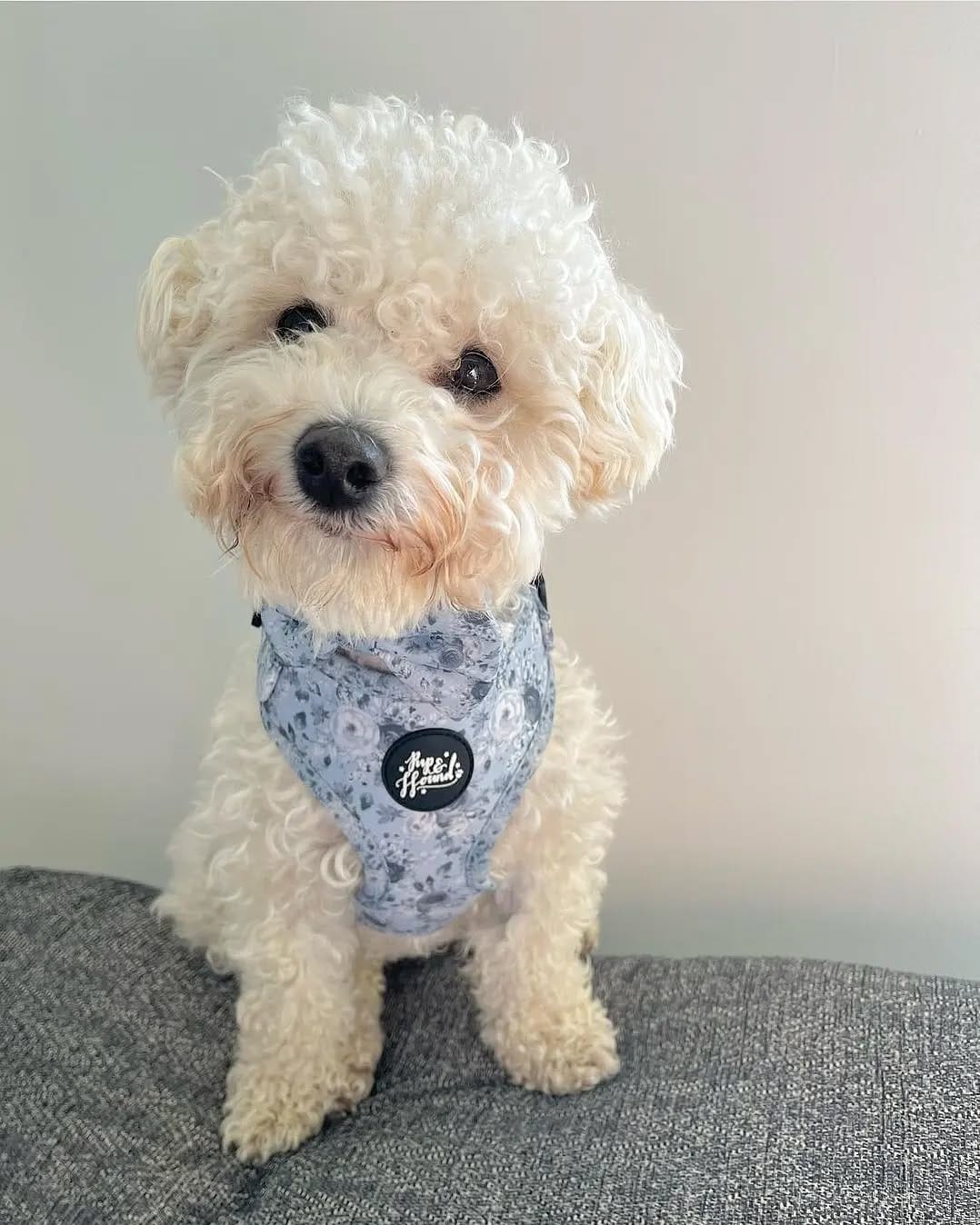 Post 3 by Pup & Hound on Instagram (image)