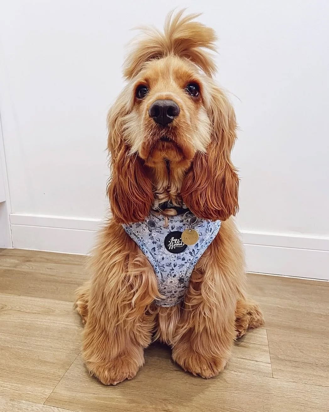 Post 8 by Pup & Hound on Instagram (image)