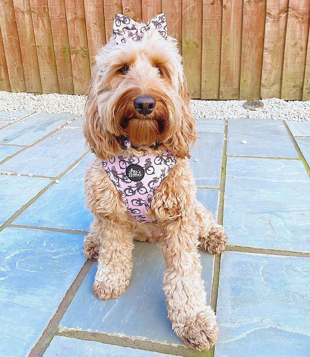 Post 10 by Pup & Hound on Instagram (carousel)