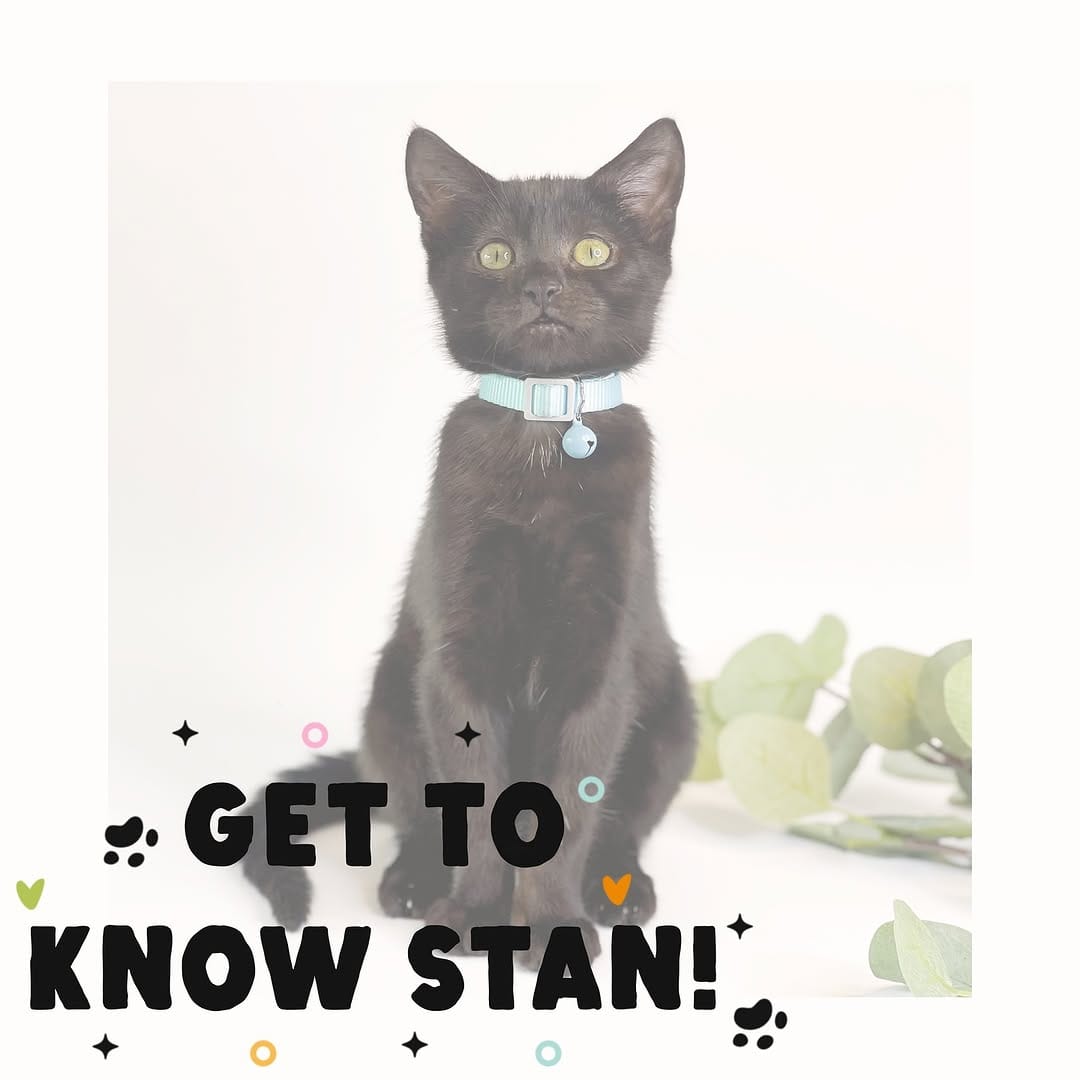 Post 9 by The Black Cat Collective on Instagram (carousel)