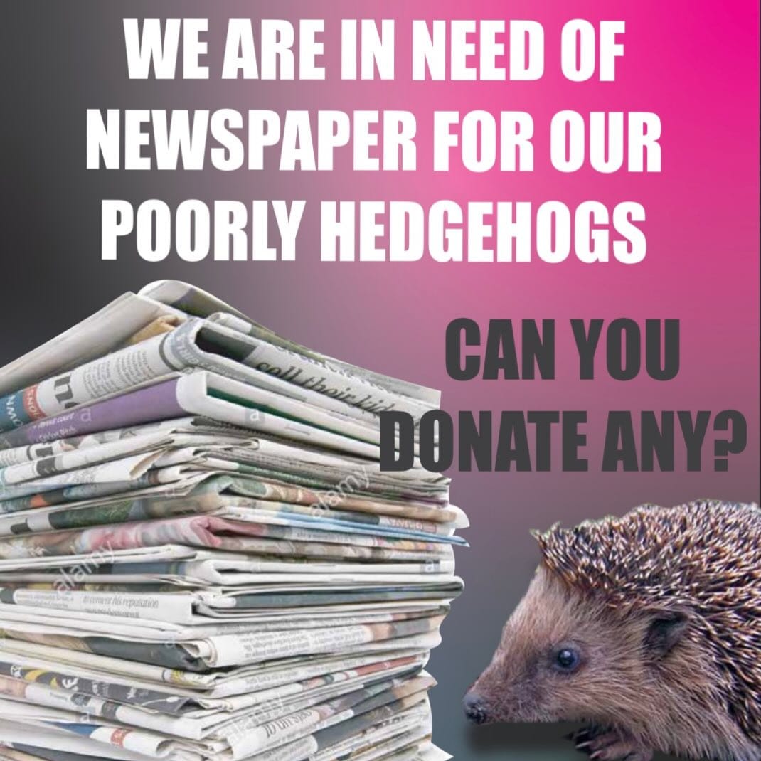 Post 3 by Brinsley Animal Rescue on Instagram (image)