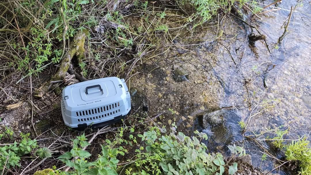 Post 2 by Brinsley Animal Rescue on Instagram (video)