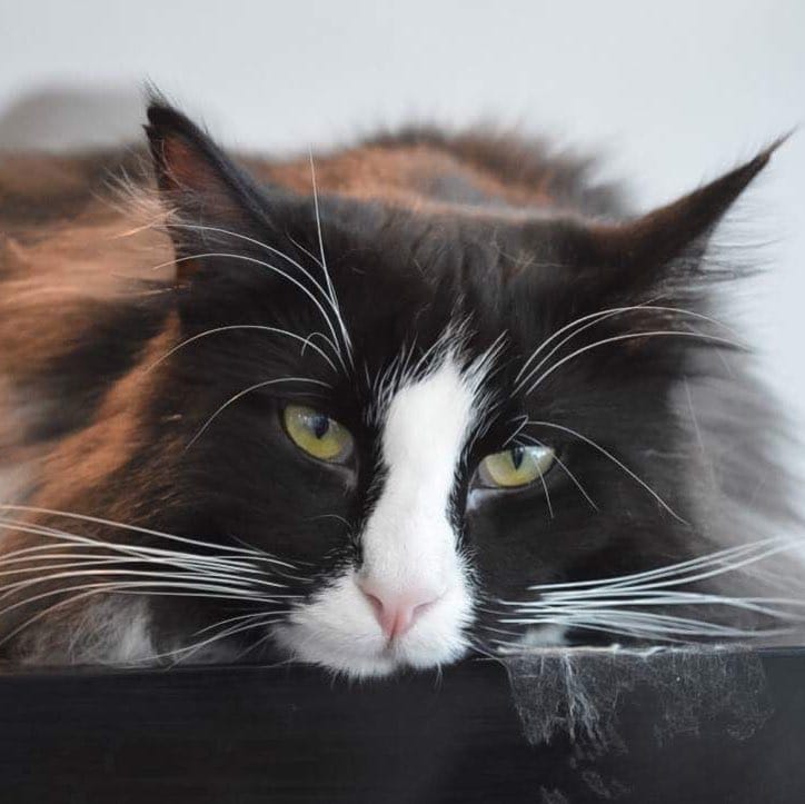 Post 3 by DarceyCatCafeManc on Instagram (image)