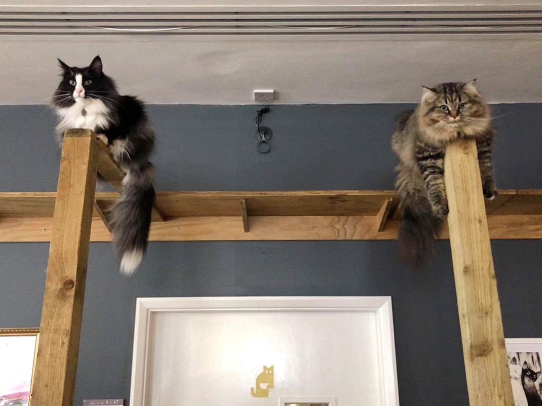 Post 1 by DarceyCatCafeManc on Instagram (image)