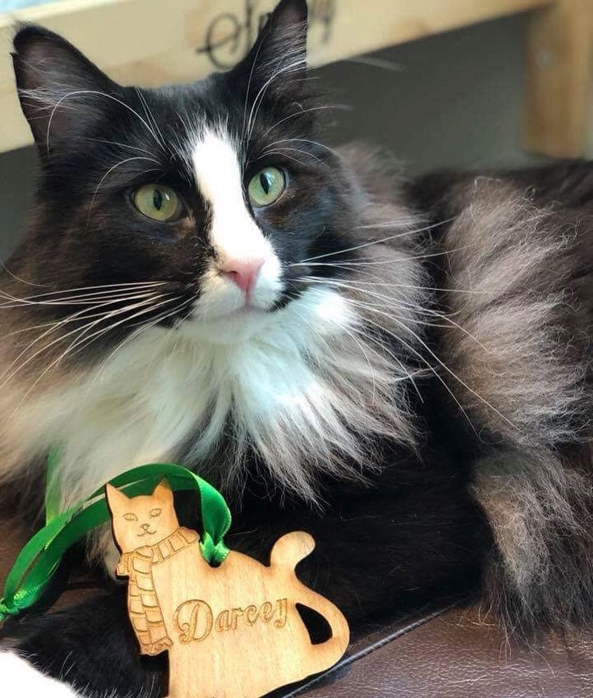 Post 10 by DarceyCatCafeManc on Instagram (image)