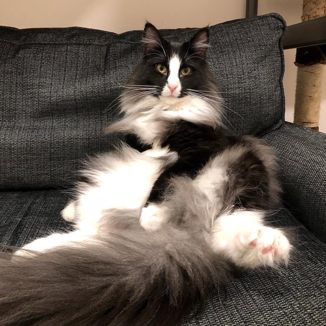 Post 5 by DarceyCatCafeManc on Instagram (image)