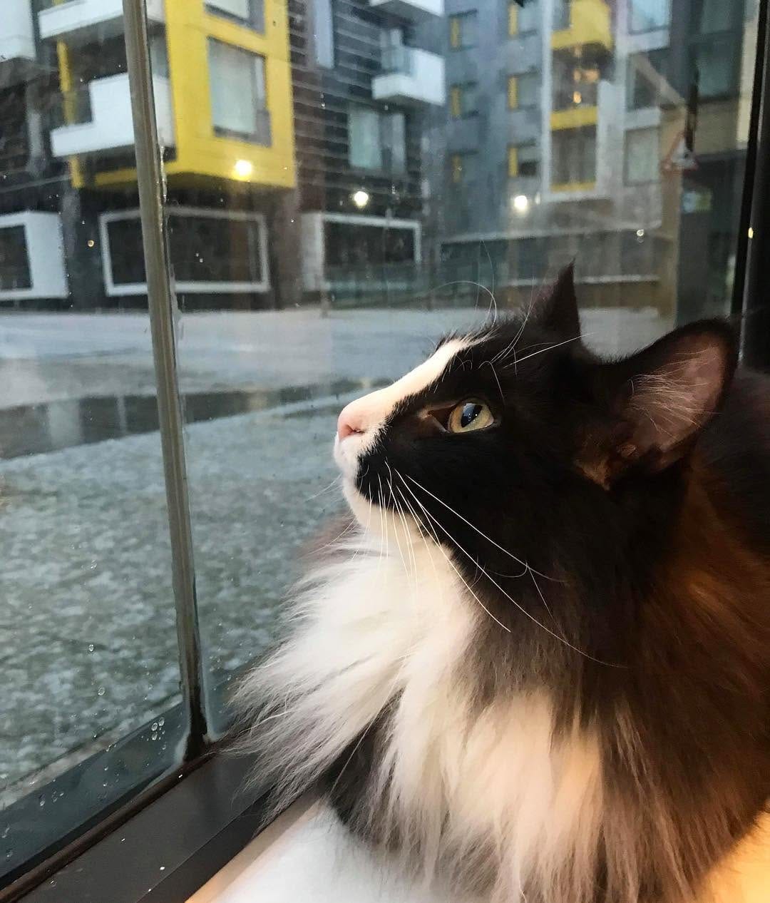 Post 6 by DarceyCatCafeManc on Instagram (image)