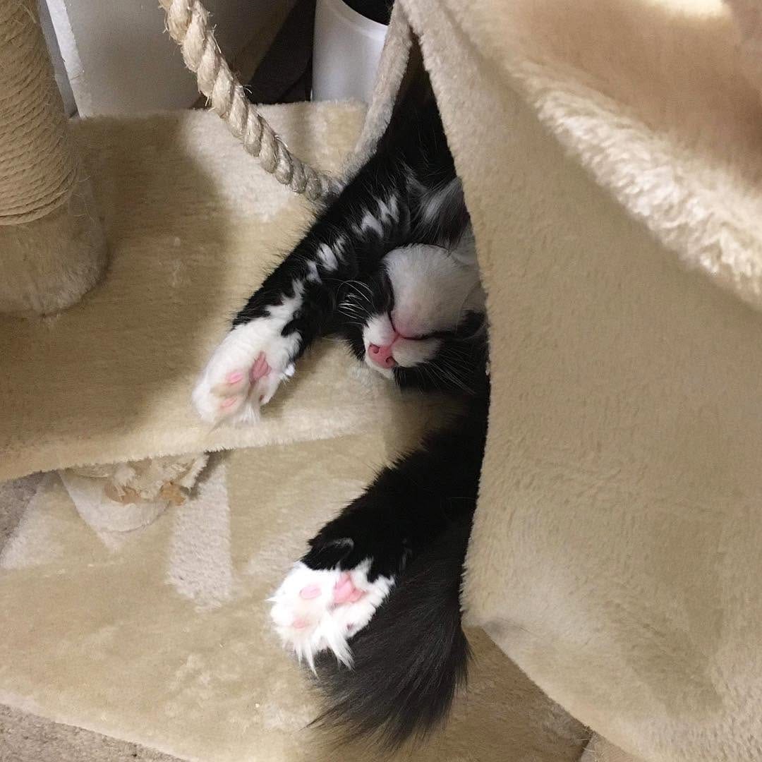 Post 4 by DarceyCatCafeManc on Instagram (image)