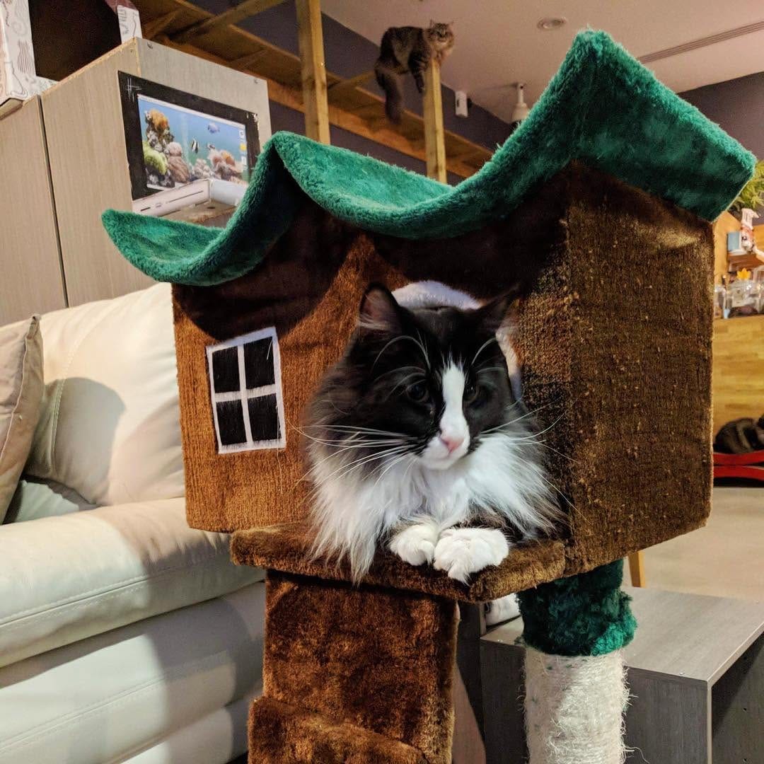 Post 8 by DarceyCatCafeManc on Instagram (image)