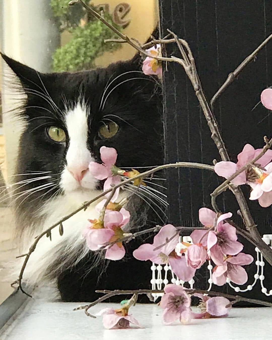 Post 2 by DarceyCatCafeManc on Instagram (image)
