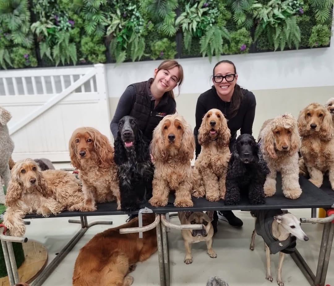 Post 2 by diggiddydoggydaycare on Instagram (image)