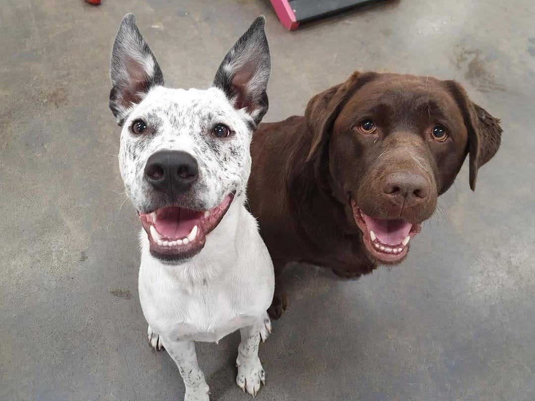 Post 3 by diggiddydoggydaycare on Instagram (carousel)