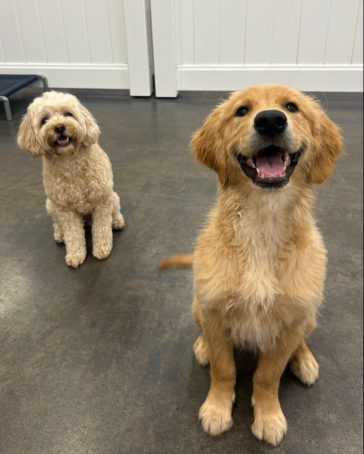 Post 9 by diggiddydoggydaycare on Instagram (carousel)