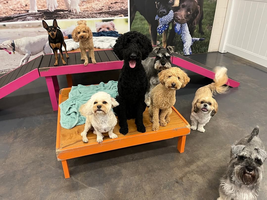 Post 1 by diggiddydoggydaycare on Instagram (carousel)
