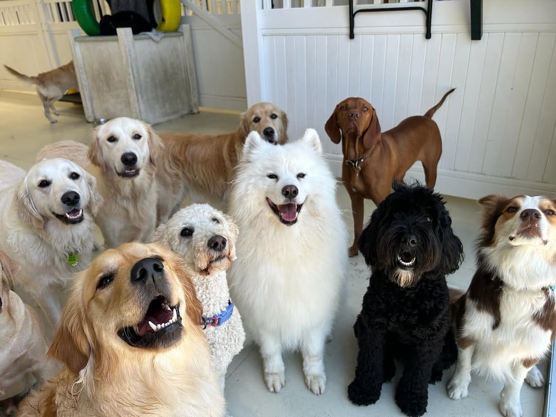 Post 4 by diggiddydoggydaycare on Instagram (carousel)