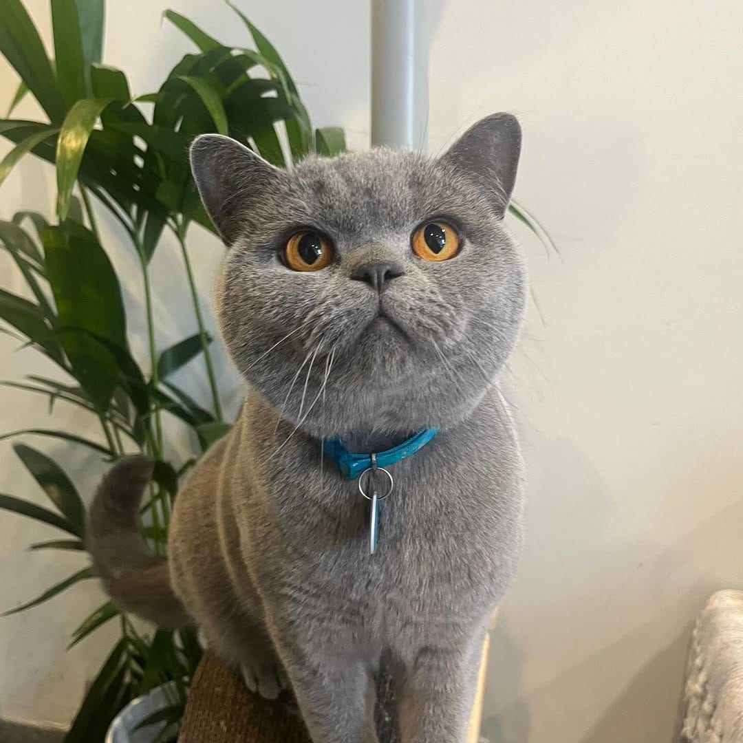 Post 6 by Maison De Moggy on Instagram (image)