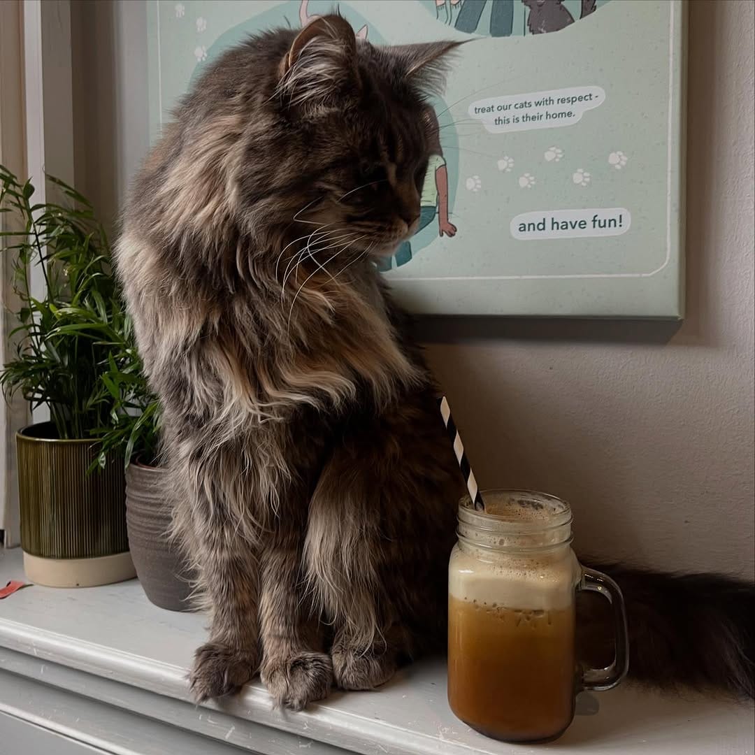 Post 8 by Maison De Moggy on Instagram (carousel)