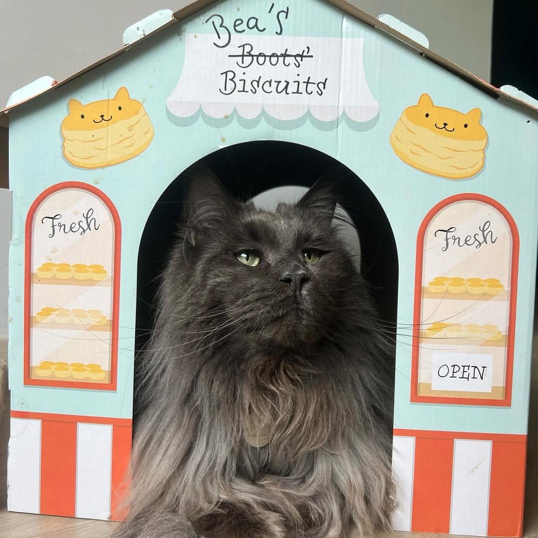 Post 7 by Maison De Moggy on Instagram (image)