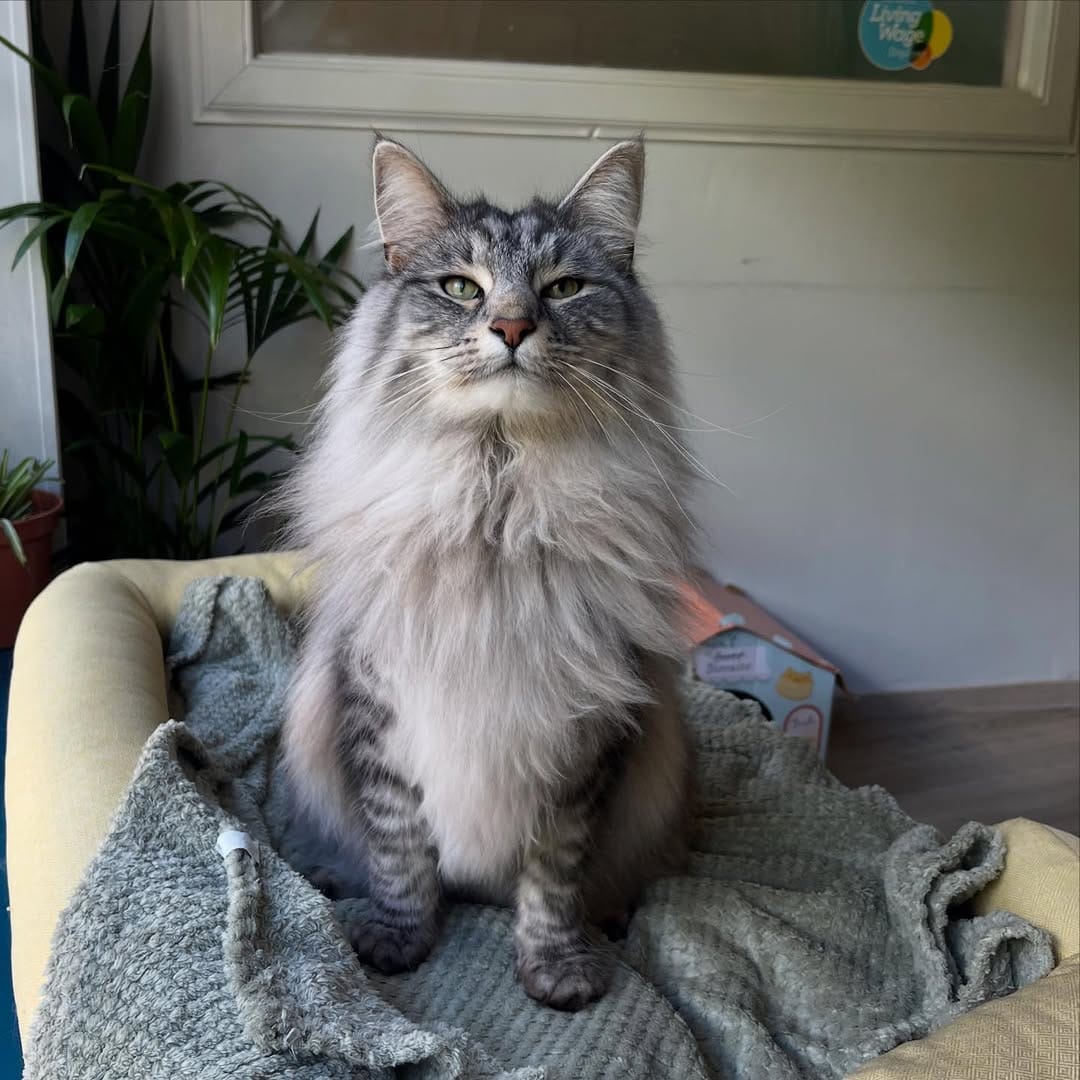 Post 9 by Maison De Moggy on Instagram (image)