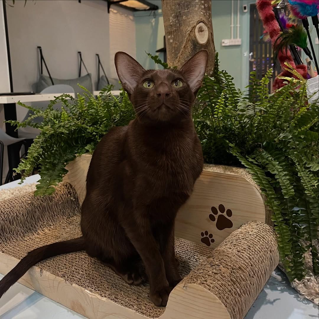 Post 4 by Maison De Moggy on Instagram (image)