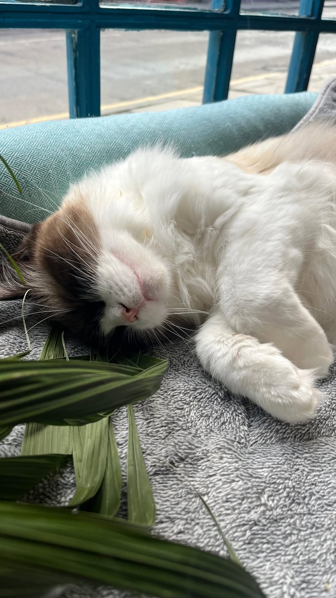 Post 10 by Maison De Moggy on Instagram (video)