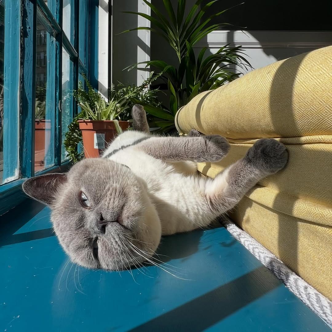 Post 3 by Maison De Moggy on Instagram (image)
