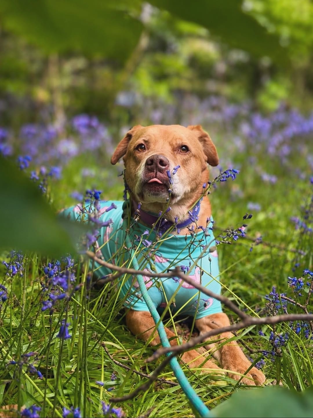 Post 1 by 𝕄𝕒𝕣𝕝𝕖𝕪 - Mutt on Instagram (image)